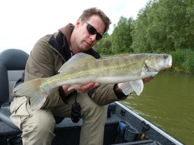 Zander